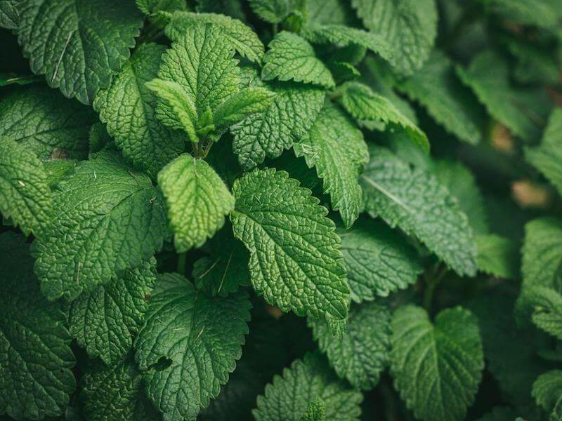 Menthol is derived from the peppermint plant.  It can reduce and soothe cold and flu symptoms like sinus congestion, pain, coughing and brighten your mood.
