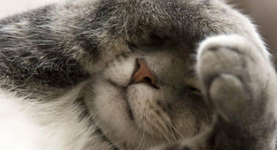 Why Do Cats Cover Their Face When They Sleep? A Mystery Unraveled TheWellthieone