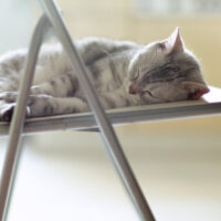 5 Cat Chair Designs Your Cat Will Love! TheWellthieone