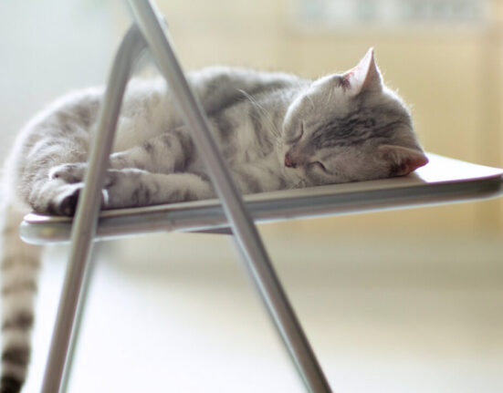 5 Cat Chair Designs Your Cat Will Love! TheWellthieone