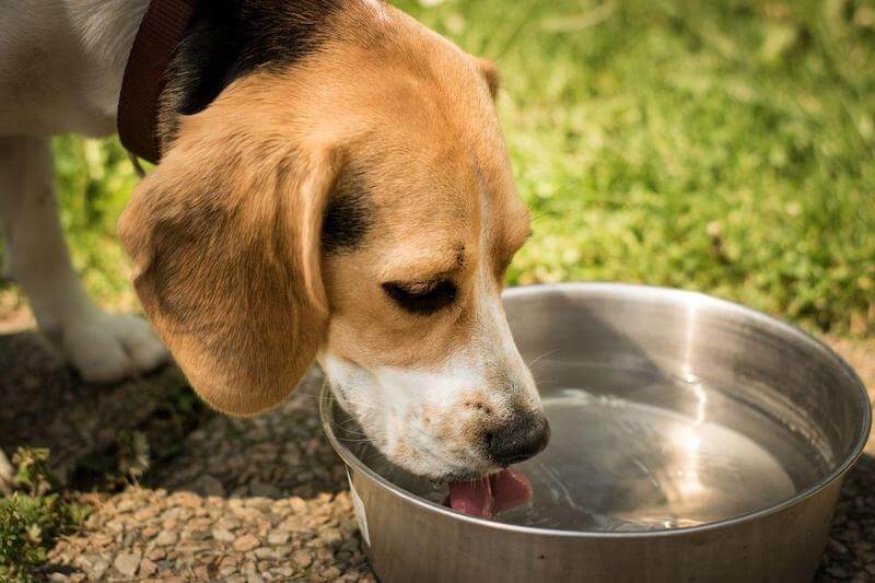 Can dogs drink lemon water?  How nice of you to ask!  Yes, dogs can reap the same benefits from drinking lemon water as humans can. 