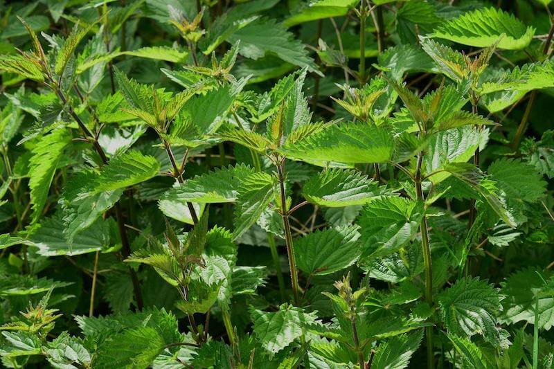 Nettle is highly nutritious and anti-inflammatory.  It can heal damaged tissues and reduce swelling in joints.
