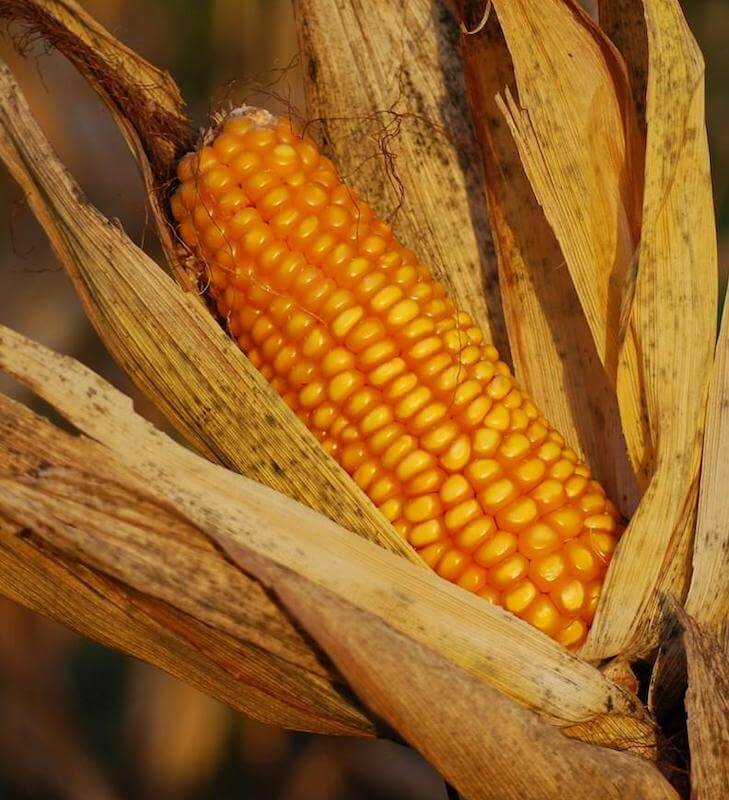 Corn is sprayed heavily with atrazine, and corn is found in most processed foods in the form of flour or sweetener