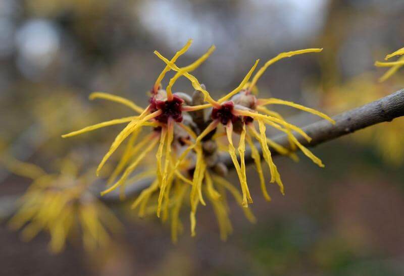 Witch hazel flowers create a soothing tonic that is anti-inflammatory, which is very healing for the skin.