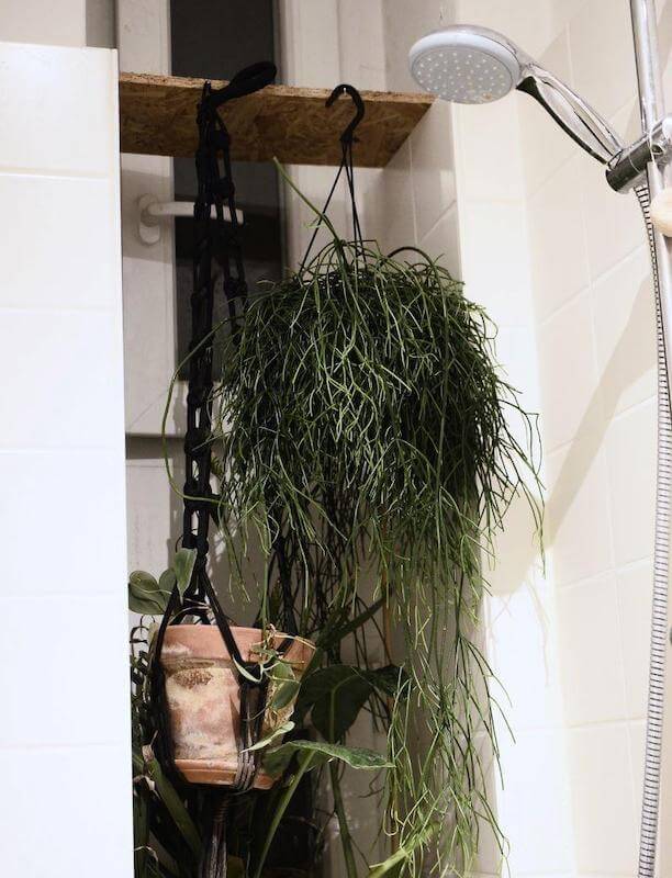 Plants thrive in the moist environment of where you take a shower, and they add calm and better air quality as a thank-you!