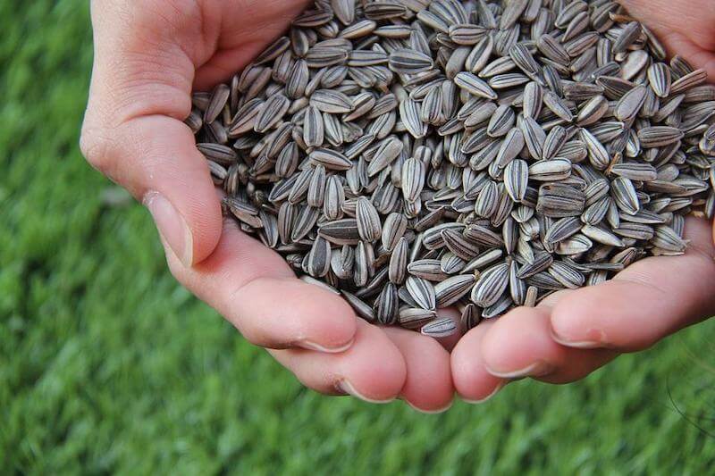 Sunflower seeds make a protein-filled and tasty snack anytime. 
