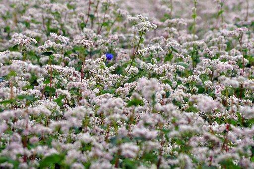 The serene view of a buckwheat flower pasture.