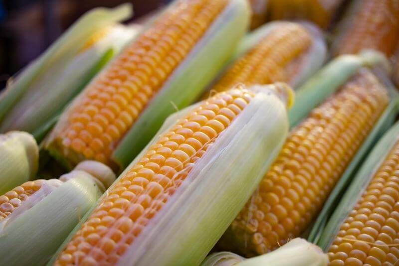 Fresh, organic, non-GMO corn is not the same as processed, genetically modified corn when it comes to nutrition. 