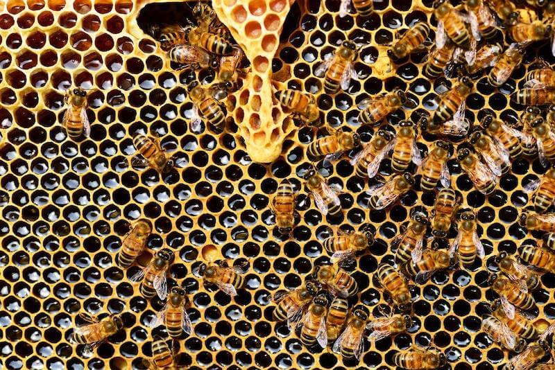 Bees create some of the most nutritious food on the planet.  