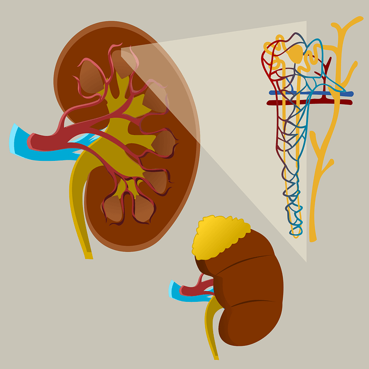 The kidneys act as filters that remove waste and toxins from the blood, which are then eliminated from the body through urine.
