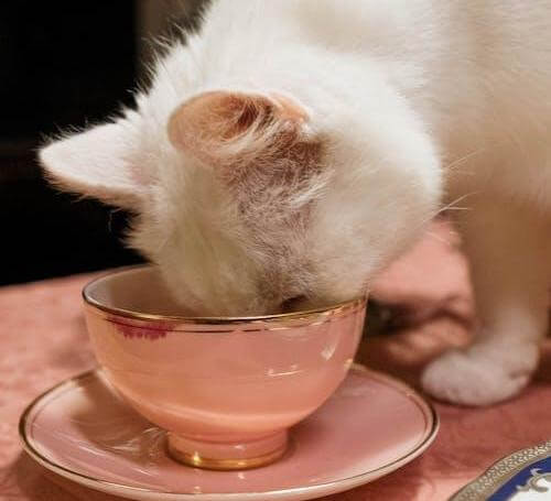 The right ratio of food to Vitamin C powder may be the key to if your cat will eat it or not. 
