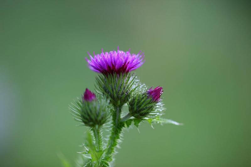 Milk thistle is an ally to the liver’s detox process. 