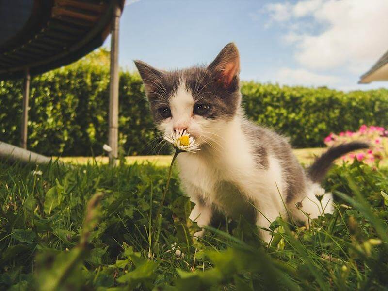 While cats may love the smell of flowers, they can be allergic to their pollen just like humans.
