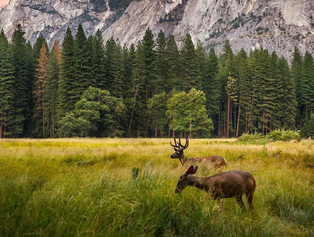 Yosemite National Park, in my opinion, provides one of the most incredible opportunities to be in nature. 