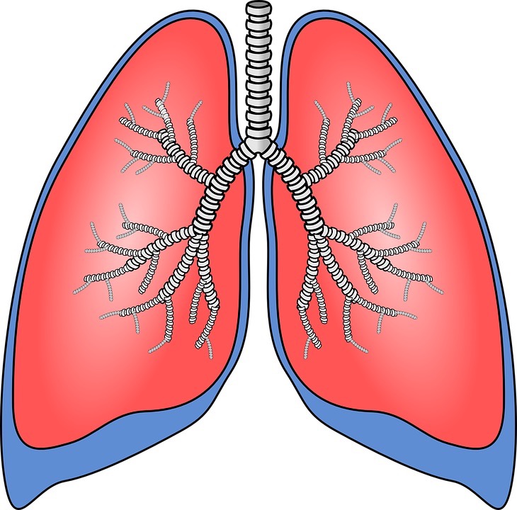 The bronchial tubes of the lungs carry air in and out of the lungs, allowing oxygen to enter the bloodstream and carbon dioxide to be removed.

