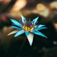 From Ancient Egypt to Your Spiritual Journey – How Blue Lotus Oil Elevates Your Health Vibe Thewellthieone