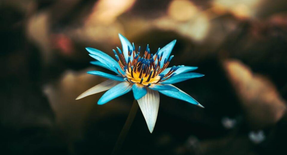 From Ancient Egypt to Your Spiritual Journey – How Blue Lotus Oil Elevates Your Health Vibe Thewellthieone