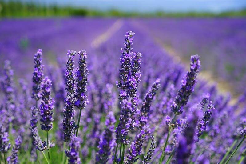 Who wouldn’t want a field of lavender flowers bottled up and released whenever you need a relaxing moment?
