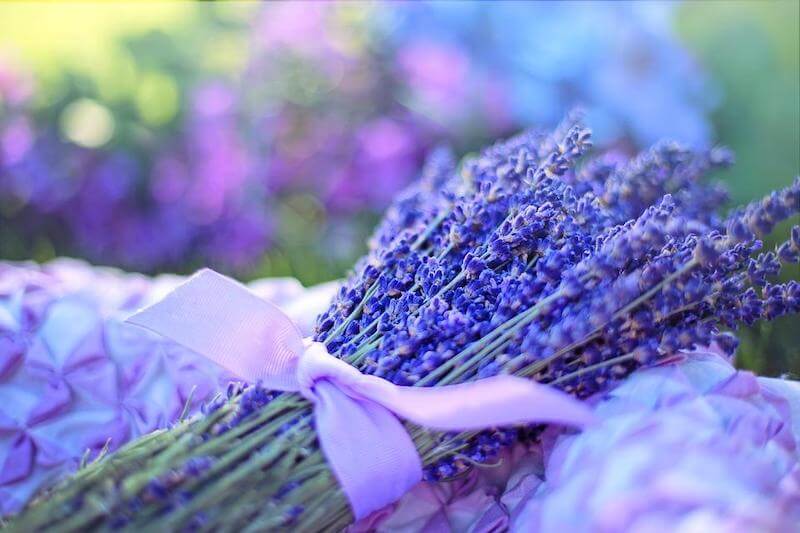 Blooming lavender flowers 
