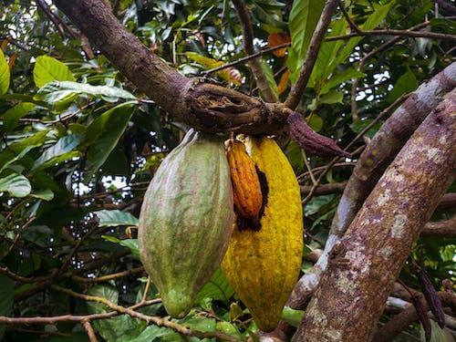 Cocoa pods are one of the ingredients in black soap.