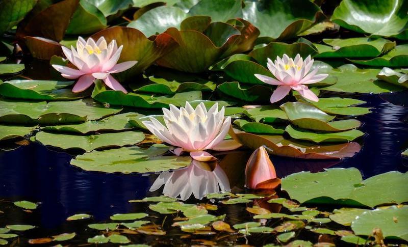 A lotus is found in still waters as the flower of the lily pad. 