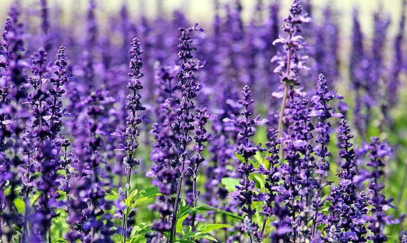 Lavender essential oil is soothing and calming, and a great addition to your favorite roll-on pain treatment.