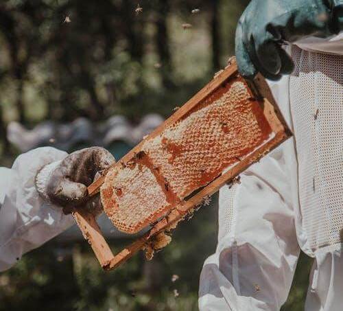 Buckwheat honey is collected the same way other honeys are harvested.