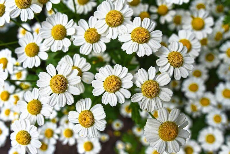 Gorgeous, calming chamomile flowers
