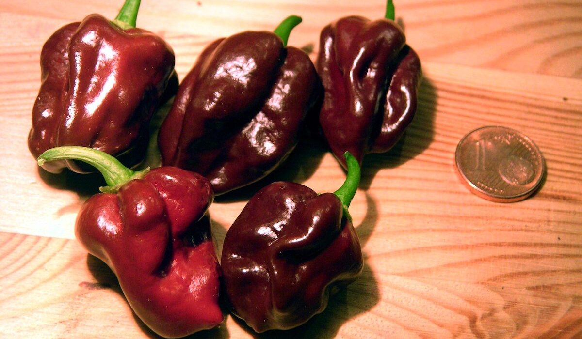 The Hottest Pepper You've Never Tried - This is What Hot Sauce Dreams Are Made Of! Thewellthieone