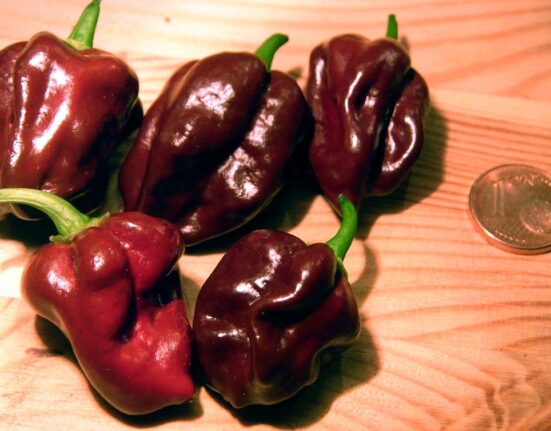 The Hottest Pepper You've Never Tried - This is What Hot Sauce Dreams Are Made Of! Thewellthieone