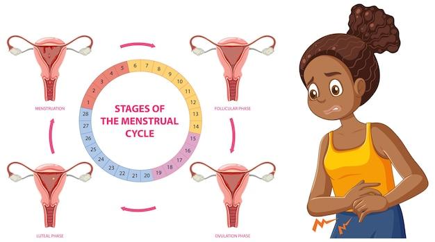 The menstrual cycle is disrupted when it is exposed to too many xenoestrogens. 