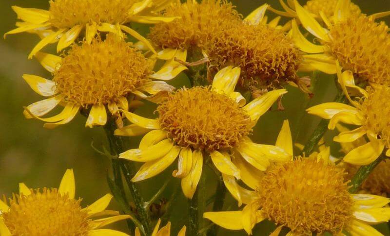 Arnica is a powerful herb that reduces swelling and encourages circulation which speeds up healing. 