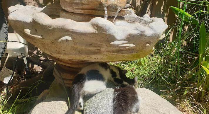 Here’s our cats taking a nap in the partial shade of the fountain, lulled to sleep by the water flowing above them. 