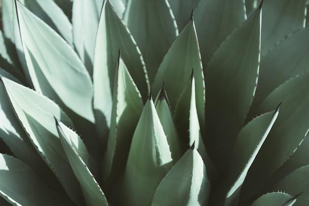 Agave is a type of succulent cactus plant used to make sweeteners and tequila.