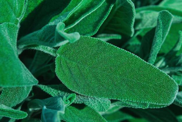 Sage has antimicrobial and anti-inflammatory properties that can help to treat and prevent acne.