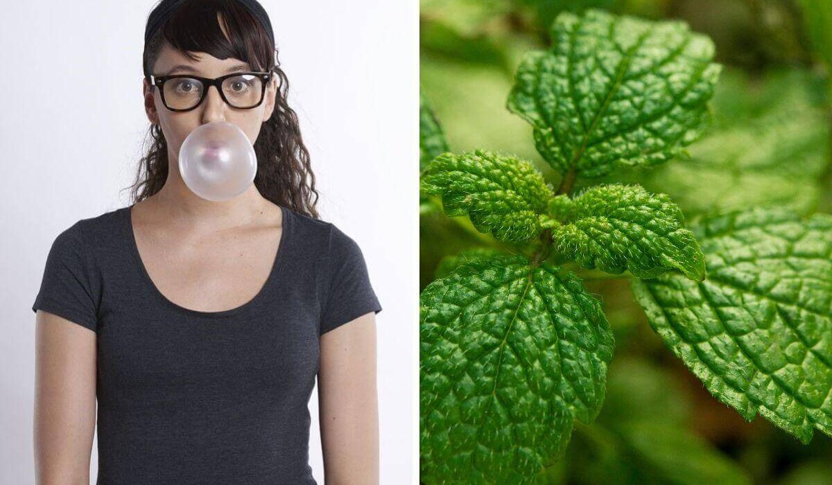 Peppermint Oil vs. Gum - Why Essential Oil is the Superior Choice For Your Health & Social Life