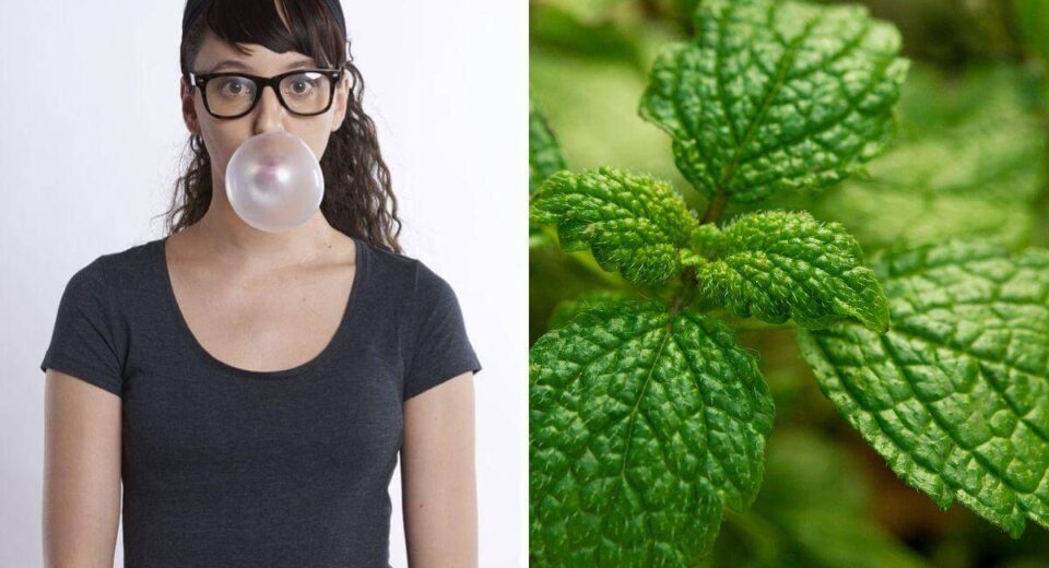 Peppermint Oil vs. Gum - Why Essential Oil is the Superior Choice For Your Health & Social Life