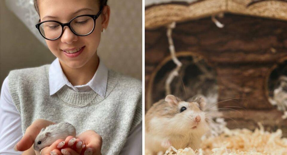 Best Hamster Food & Care Practices - Explore Our Top Picks & Tips