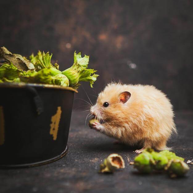 Hamsters love fresh produce!