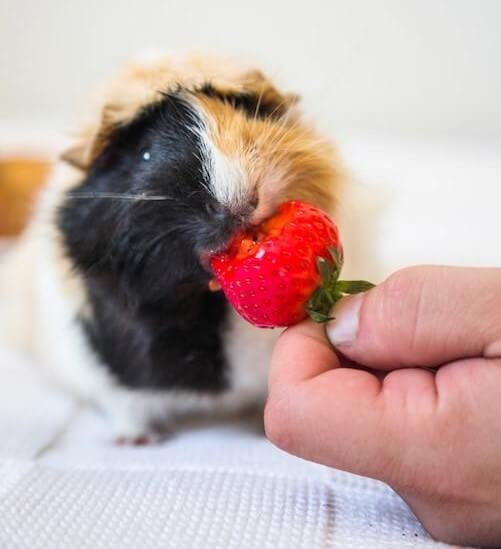 Hamsters and guinea pigs love strawberries!