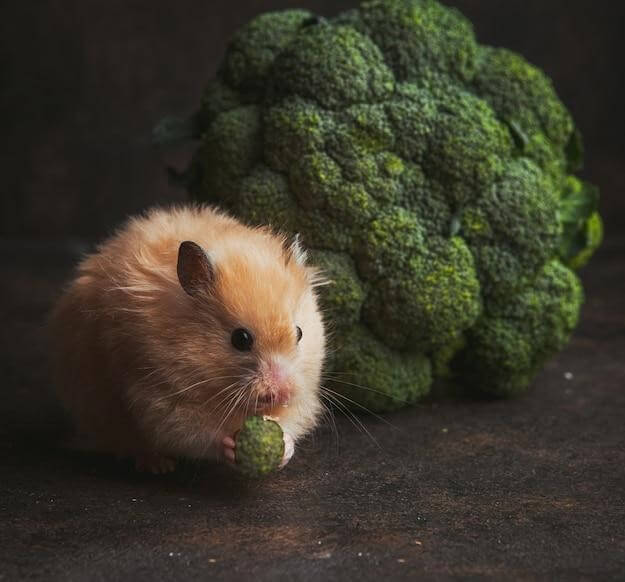 Give your hamster treats like fresh vegetables.