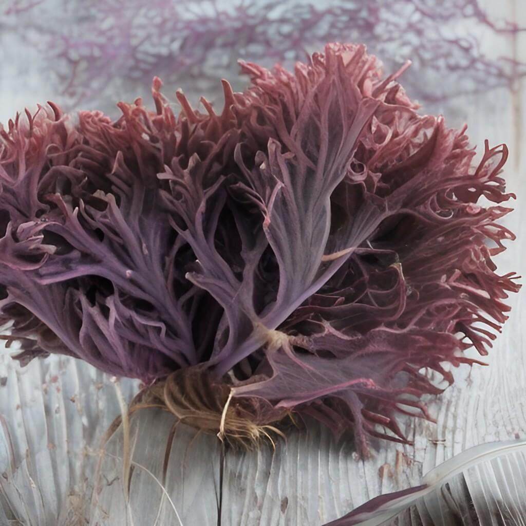 Sea moss comes in different colors from purple to creamy beige.