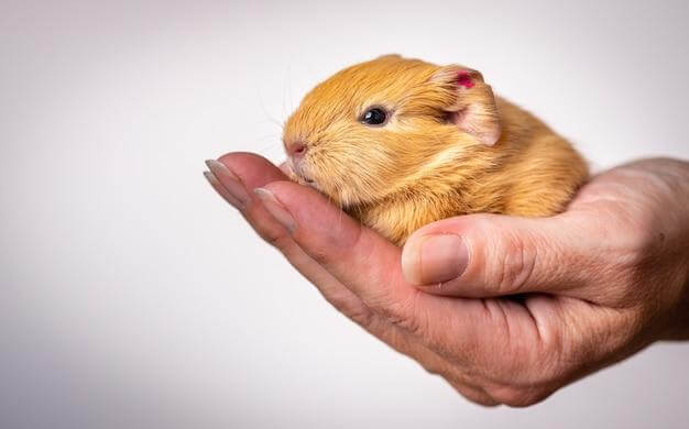 You will build a strong bond with your hamster if you give him lots of attention, time outside o  his cage and love. 
