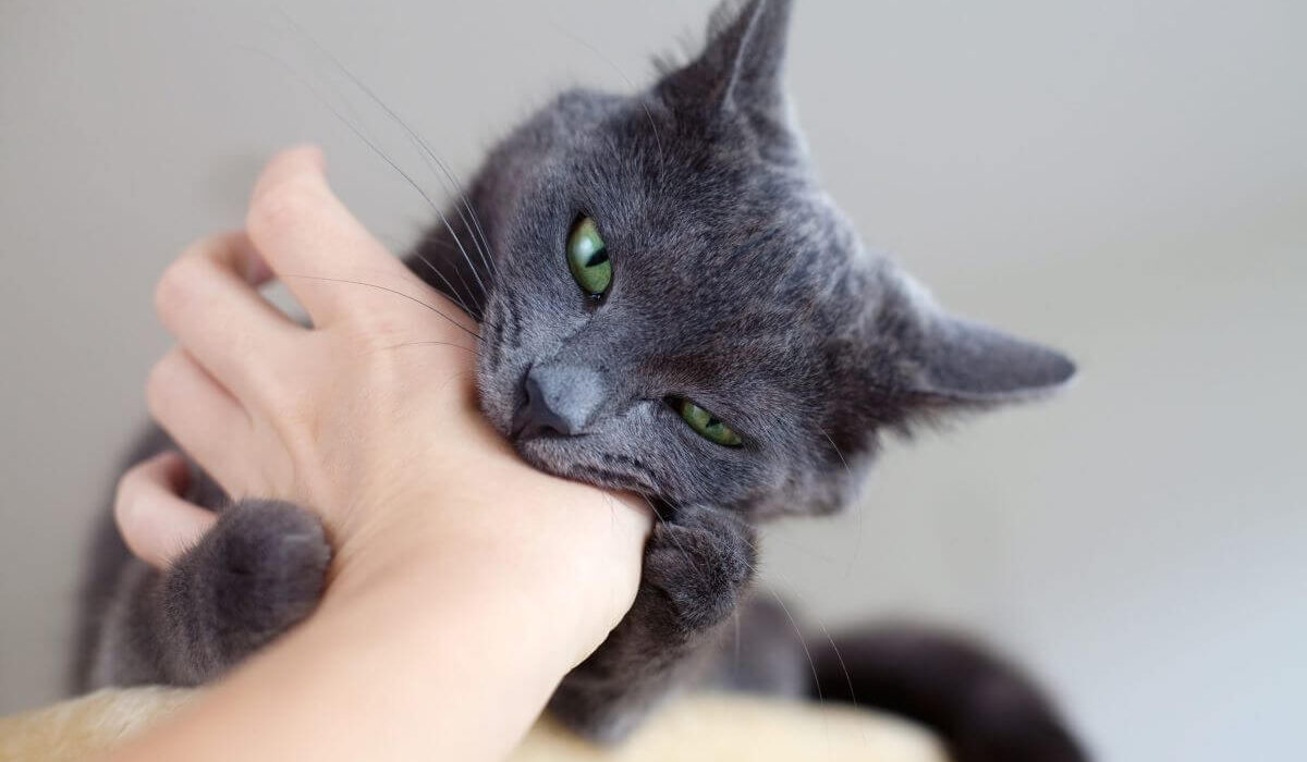 Why Does My Cat Hug My Arm and Bite Me? 7 Reasons TheWellthieone