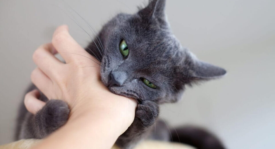 Why Does My Cat Hug My Arm and Bite Me? 7 Reasons TheWellthieone