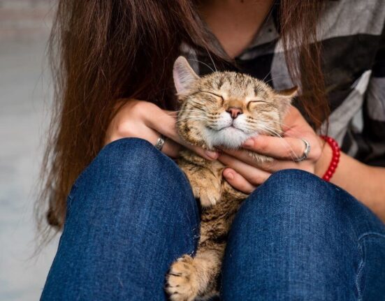 Are Cats Ticklish- Your Questions Answered! TheWelllthieone