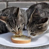 Can cats eat Butter?  TheWellthieone