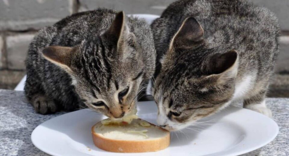 Can cats eat Butter?  TheWellthieone