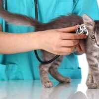 Can Vestibular Disease Kill A Cat? 3 Natural Solutions to Help Your Kitty TheWellthieone