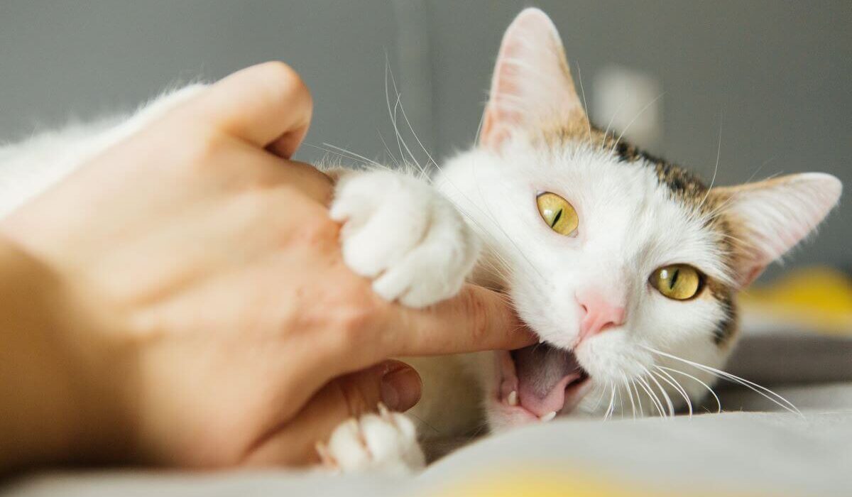 Why Does My Cat Bite Me Then Lick Me? 5 Reasons Why TheWellthieone